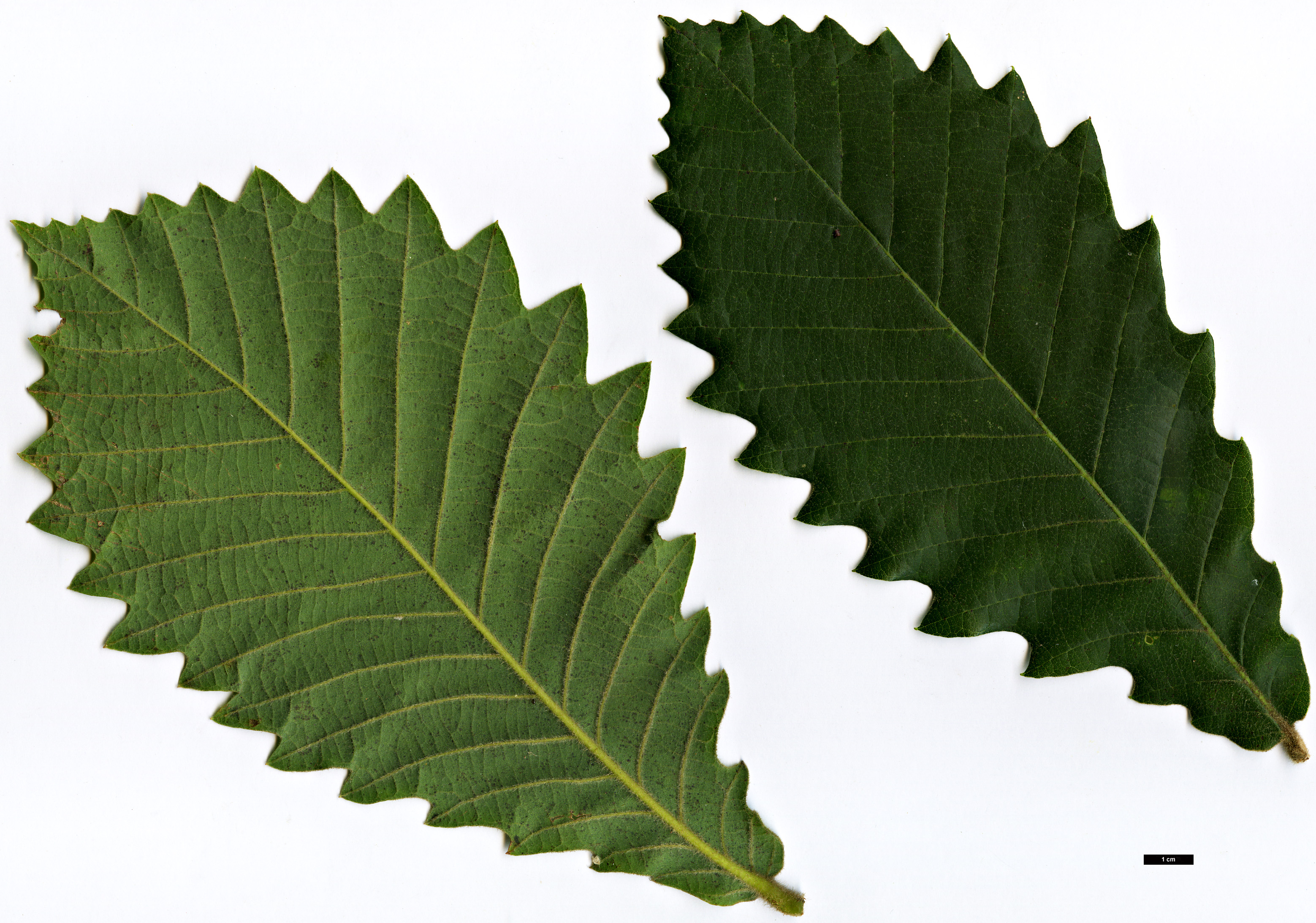 High resolution image: Family: Fagaceae - Genus: Quercus - Taxon: aliena × dentata subsp. yunnanensis High resolution image: Family: Fagaceae - Genus: Quercus - Taxon: aliena × dentata subsp. yunnanensis
